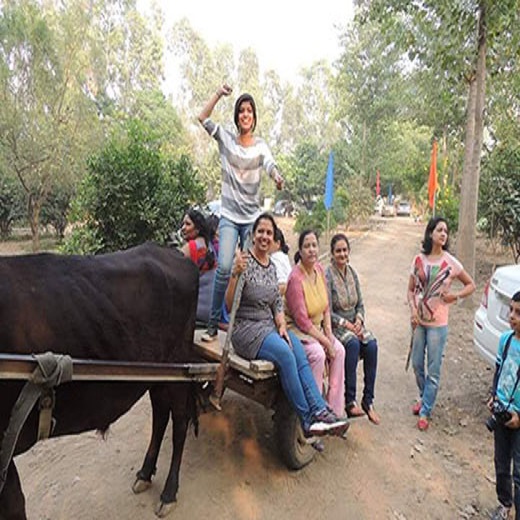 Bullock Cart Ride
